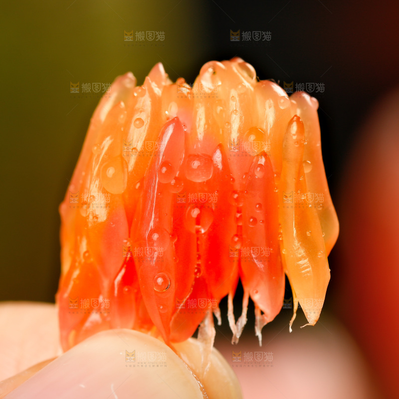 手上拿着红心青柚果肉