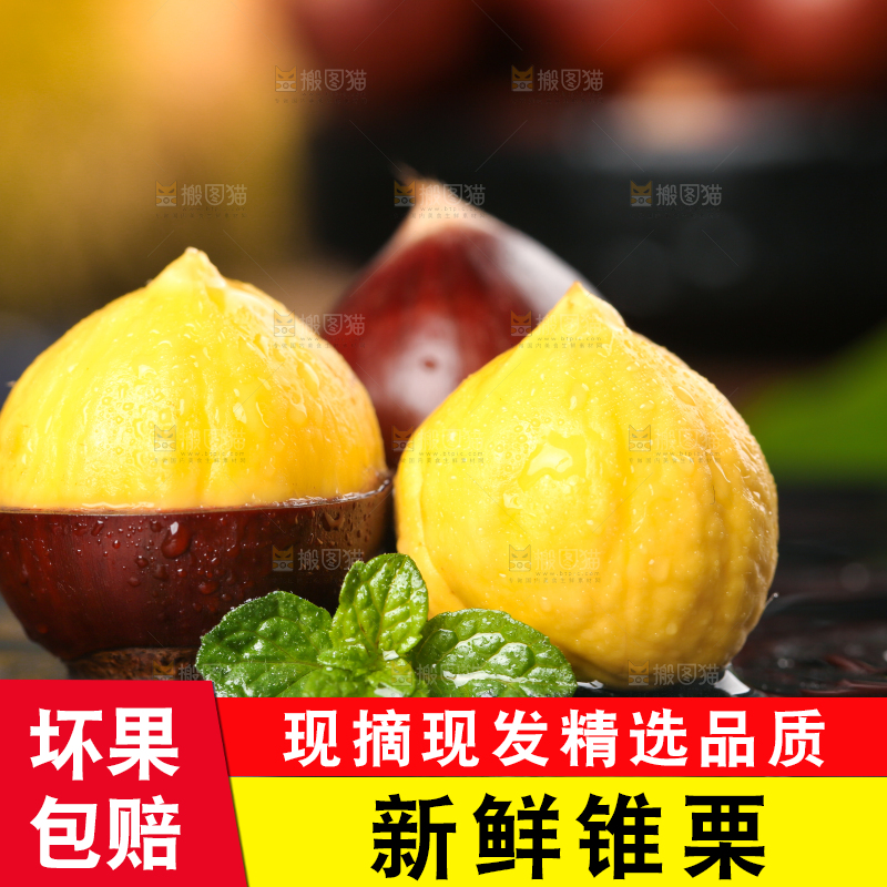 黑底上的高山锥栗
