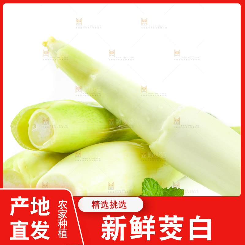 白底上一堆鲜嫩茭白