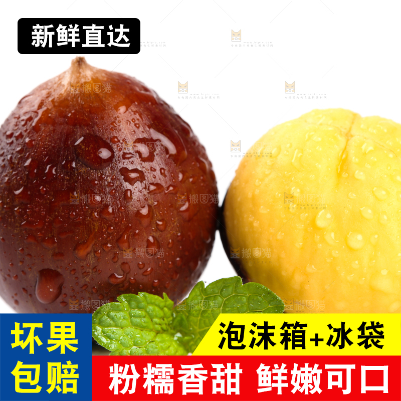 白底上的建瓯锥栗