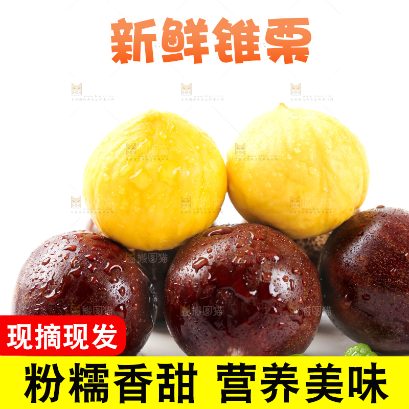 白底上的鲜锥栗