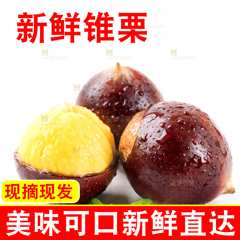 白底上的鲜锥栗