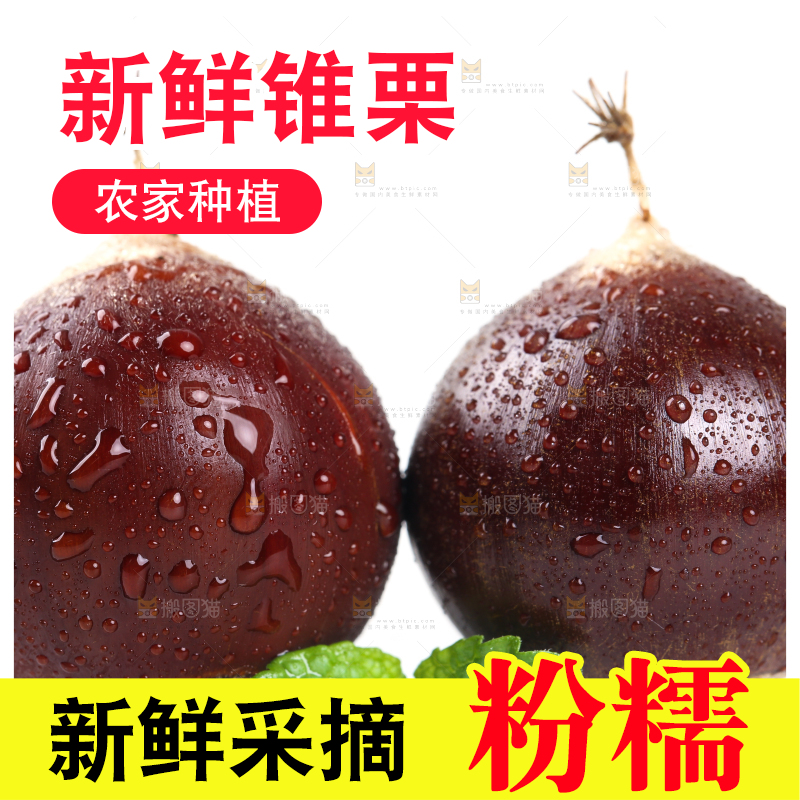 白底上的鲜锥栗