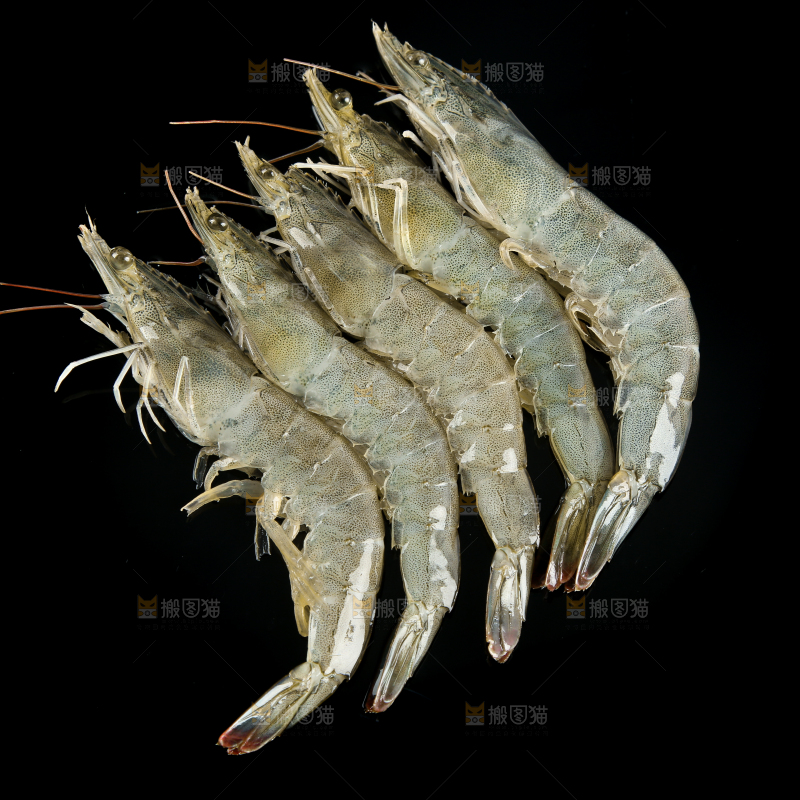 黑底上的大虾