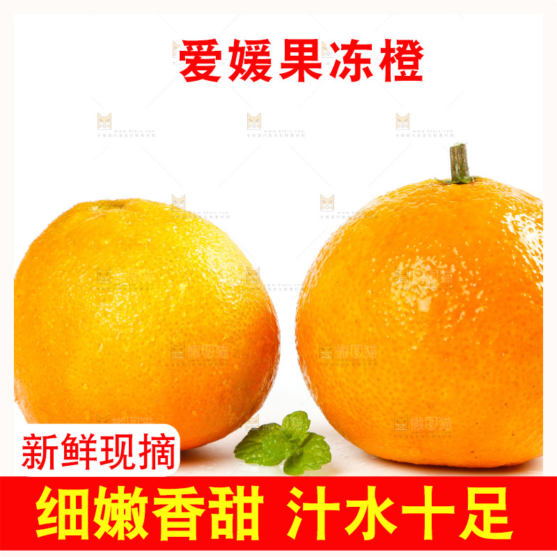 白底上的四川爱媛