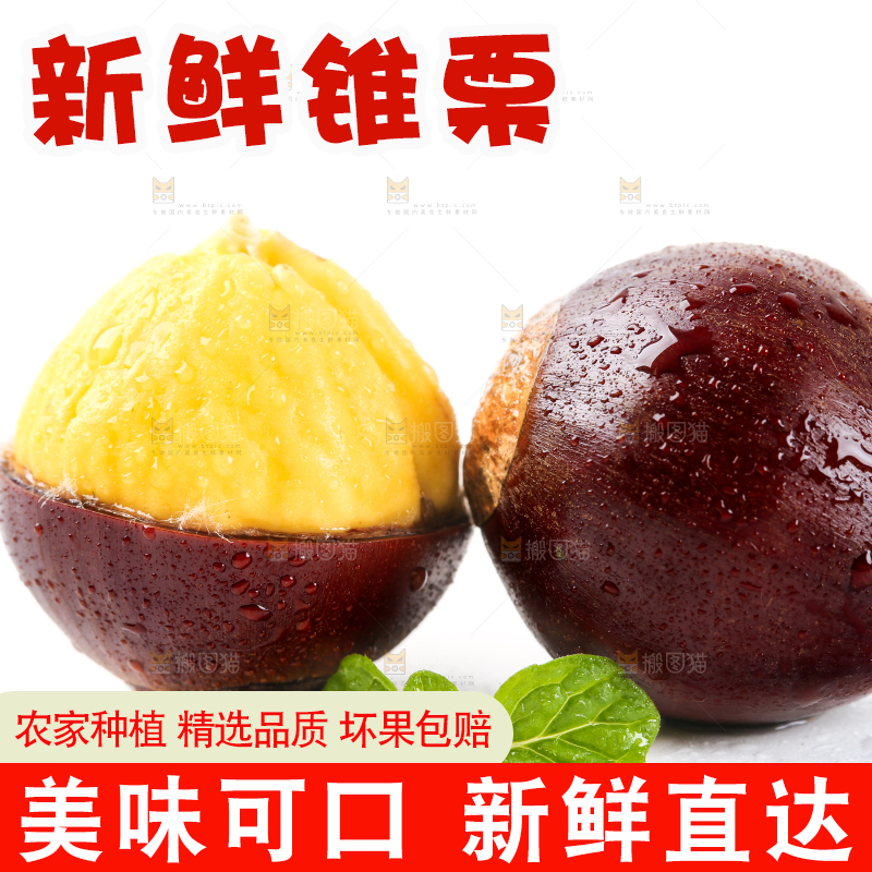 白底上的鲜锥栗