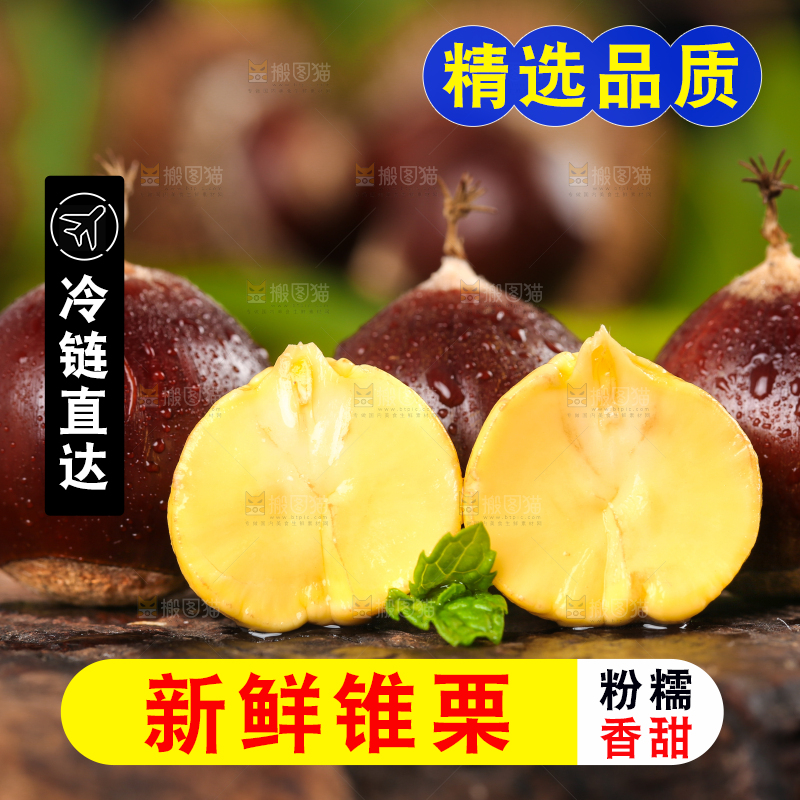 深底上的油锥栗