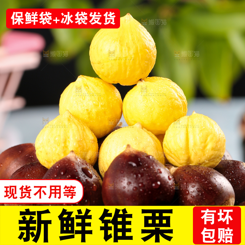 一篮新鲜锥栗和锥栗仁