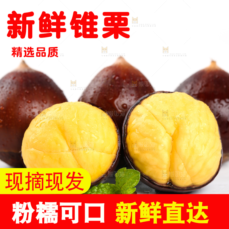 白底上放着高山锥栗