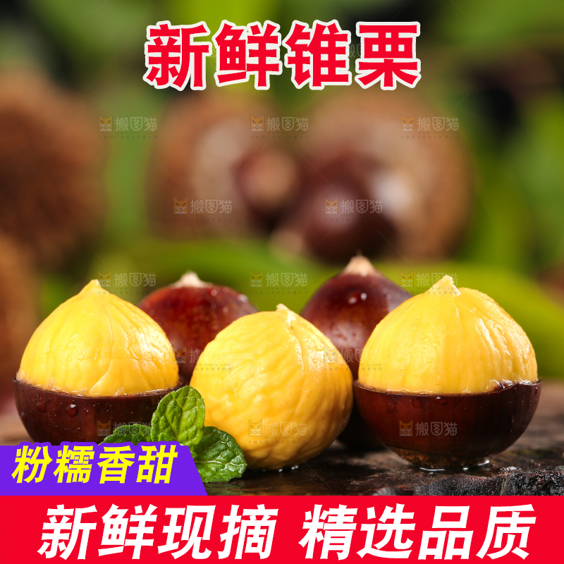 深底上的锥子栗
