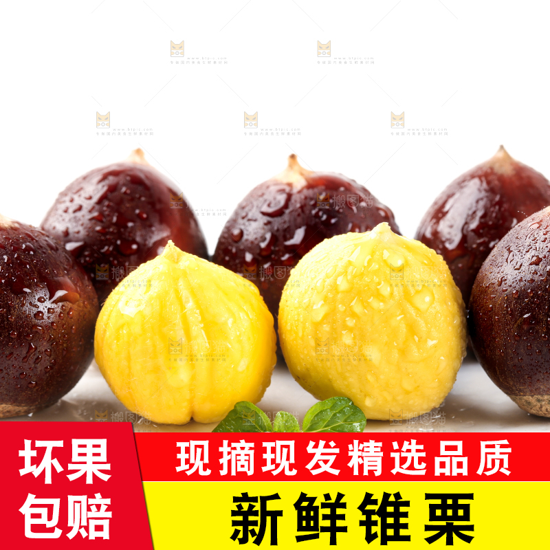 白底上的鲜锥栗