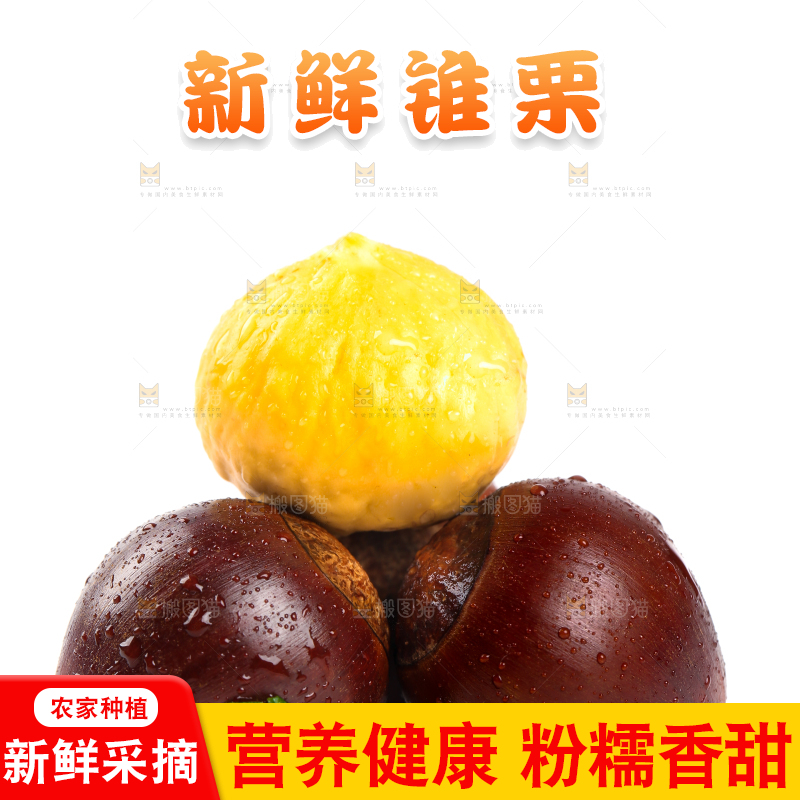 白底上的锥子栗