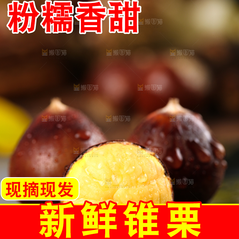 黑底上放着高山锥栗