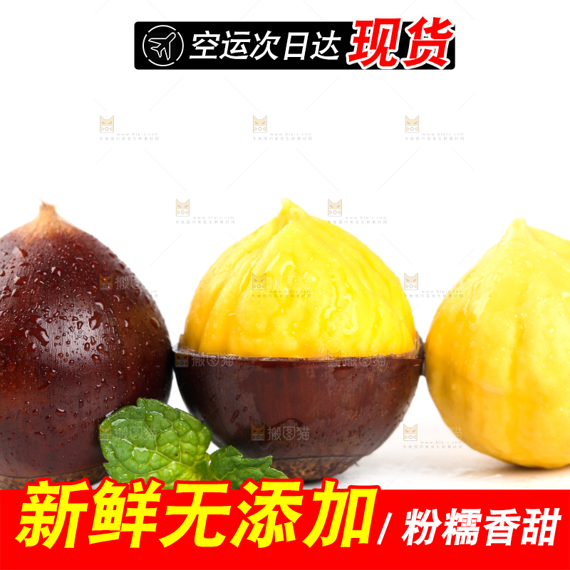 白底上的栗子和锥栗仁
