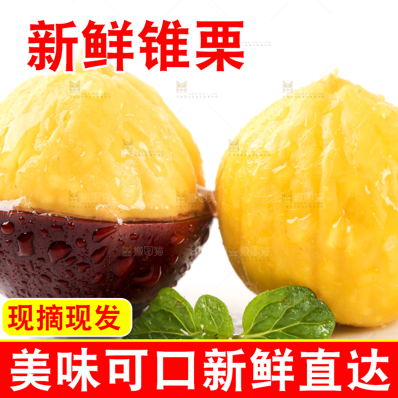 白底上的鲜锥栗