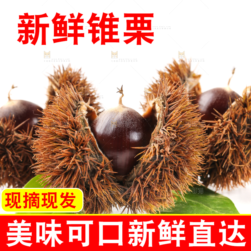 白底上的鲜锥栗