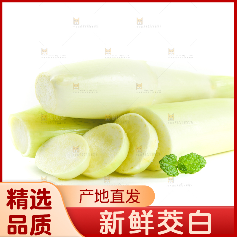 白底上的茭笋