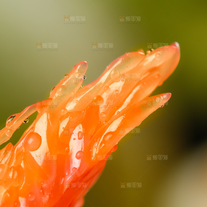 一块红心蜜柚果粒