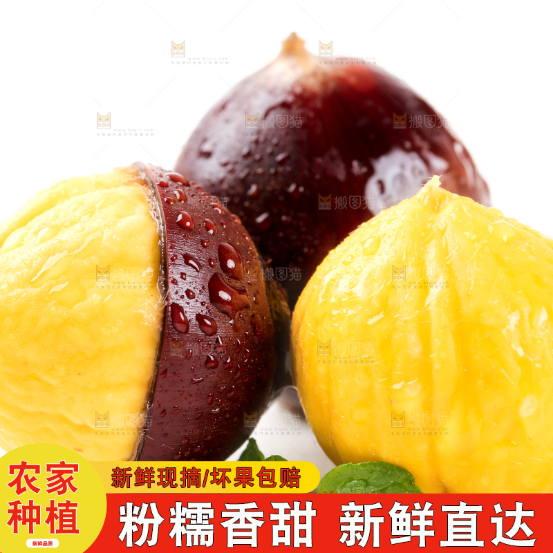 白底上的鲜锥栗