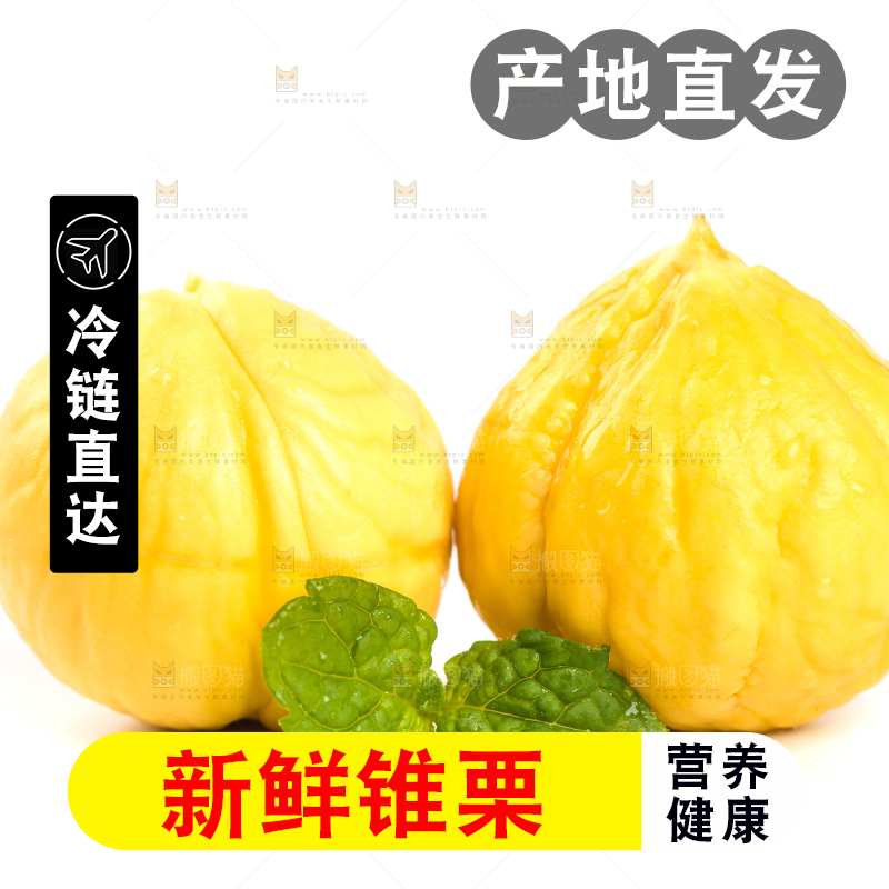 白底上的锥栗仁