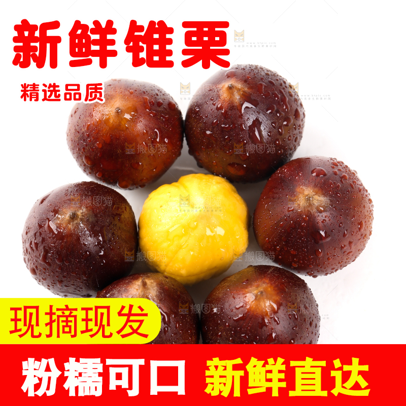 白底上放着锥栗和锥栗仁