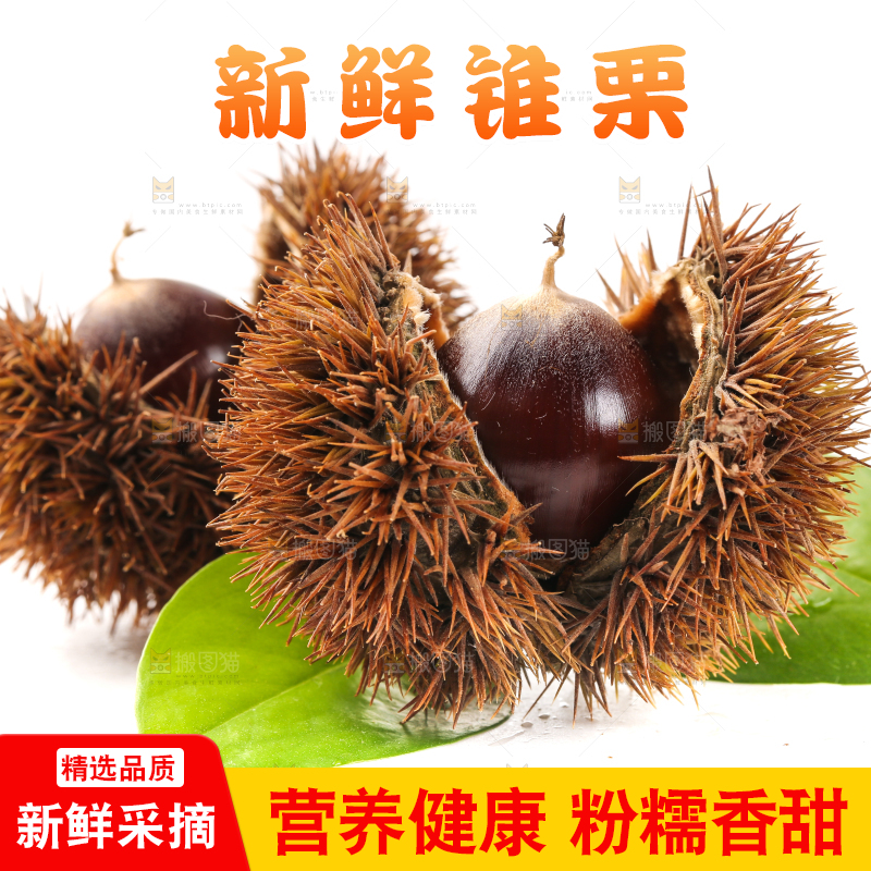 白底上的鲜锥栗
