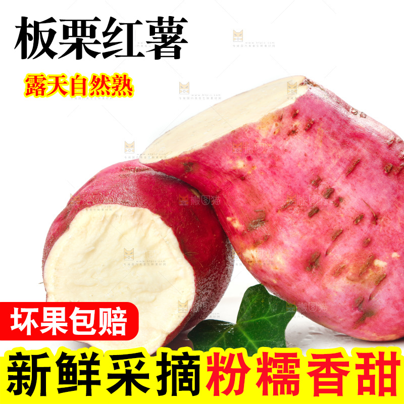 白底上的沙地板栗薯
