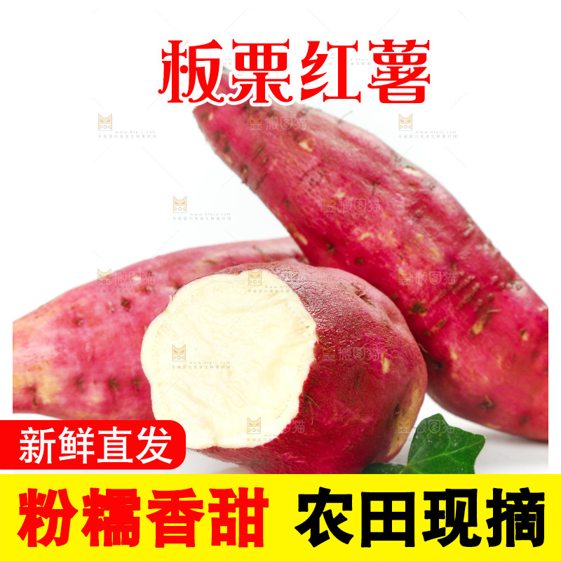 白底上的沙地板栗薯