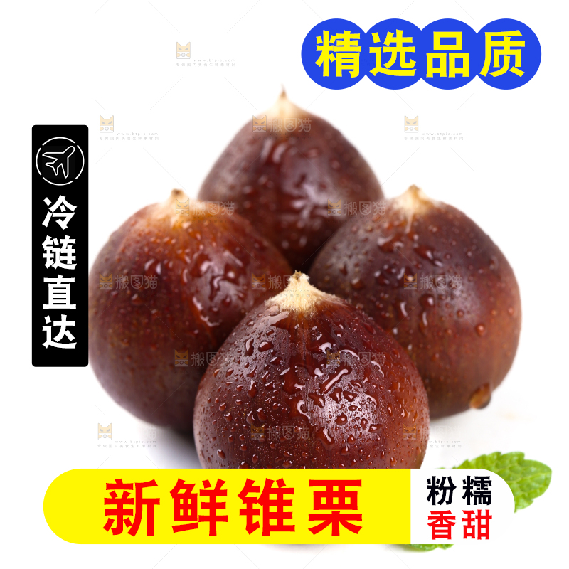 白底上的鲜锥栗