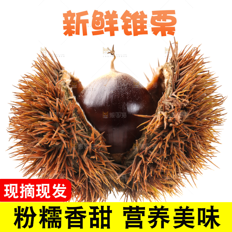 白底上的鲜锥栗