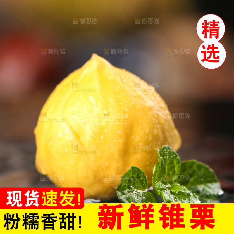 黑底上的锥栗仁