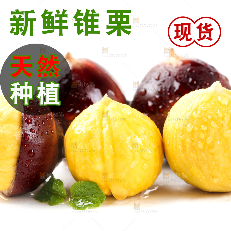 白底上的鲜锥栗