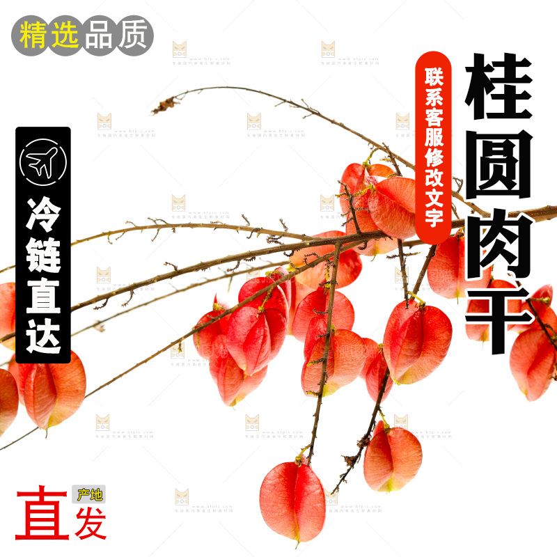 白底枝叶上的栾树果