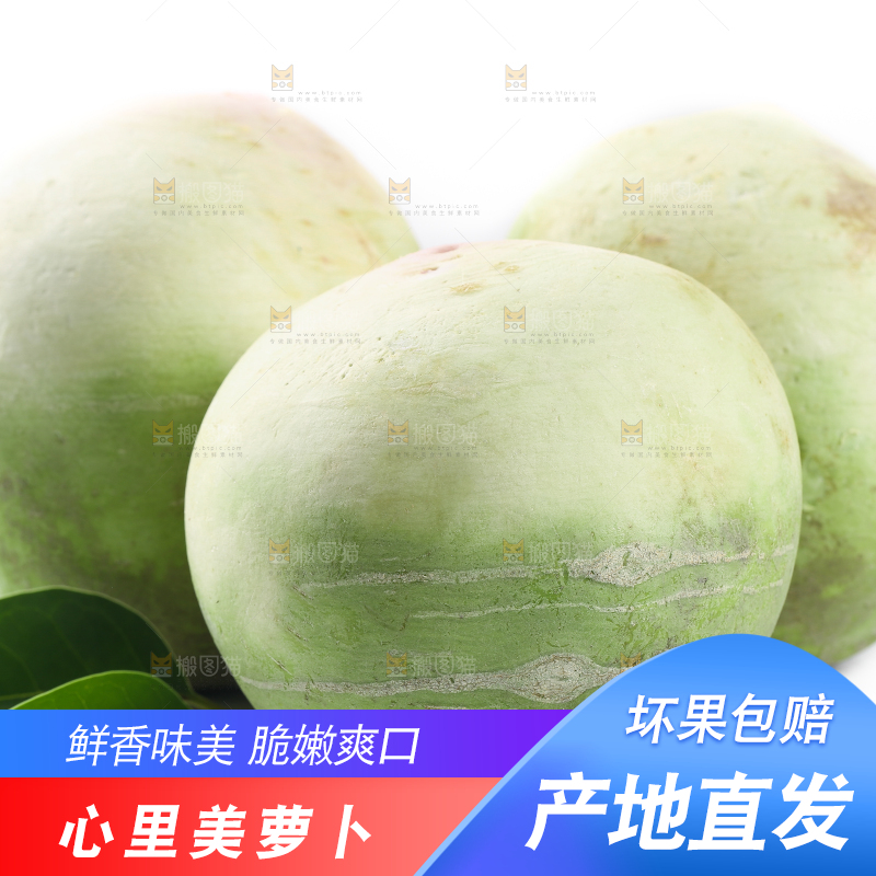 白底上摆放着心里美萝卜