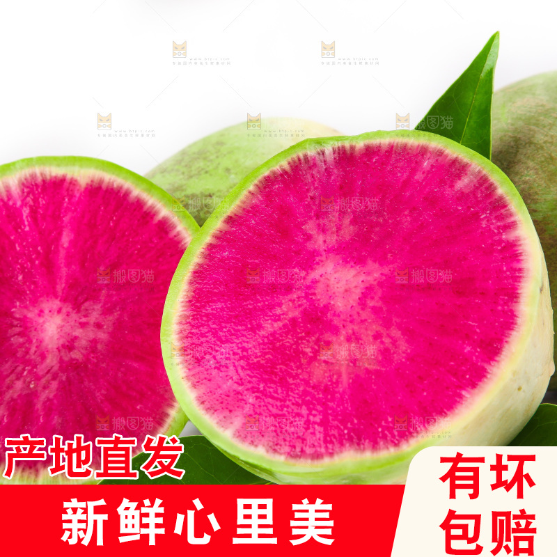 白底上的心里美萝卜
