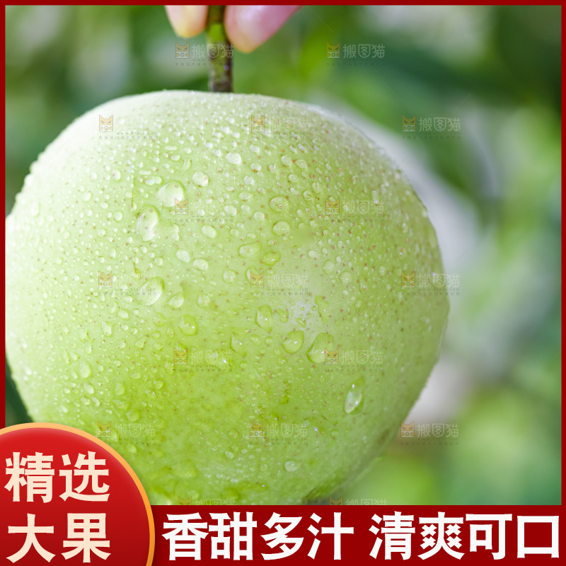 手拿砀山青皮翠冠梨