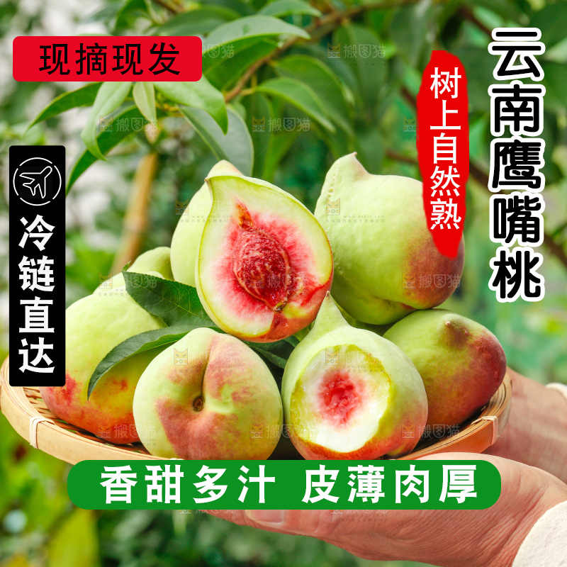 手拿云南鹰嘴黑美人桃子