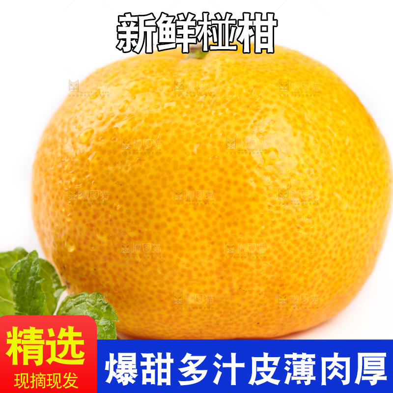 白底上摆放着椪柑橘