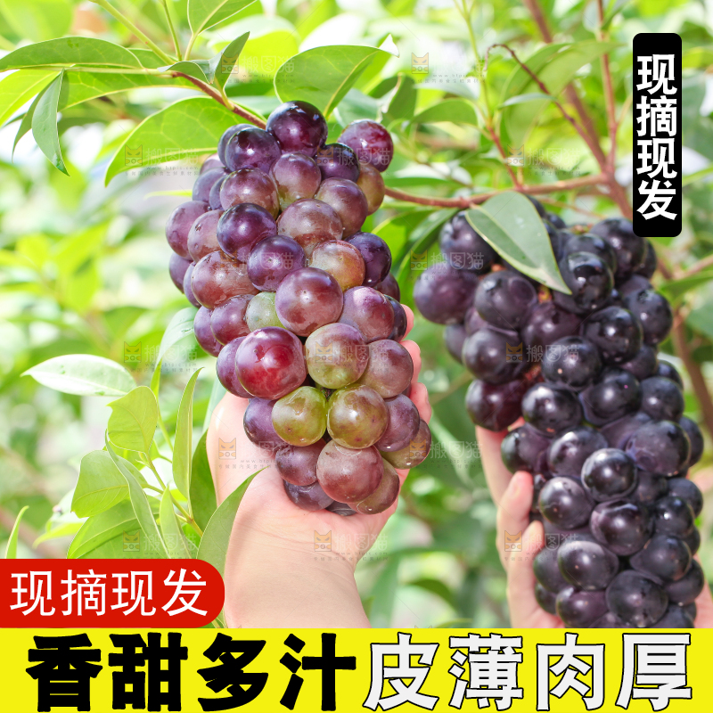 手拿东北巨峰葡萄