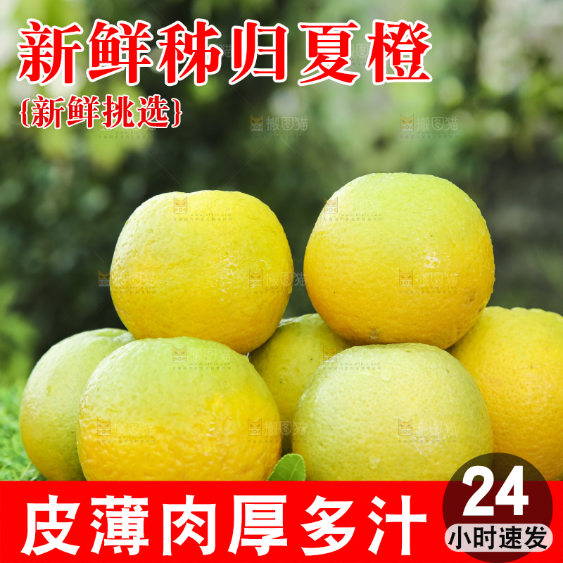草地上的夏橙