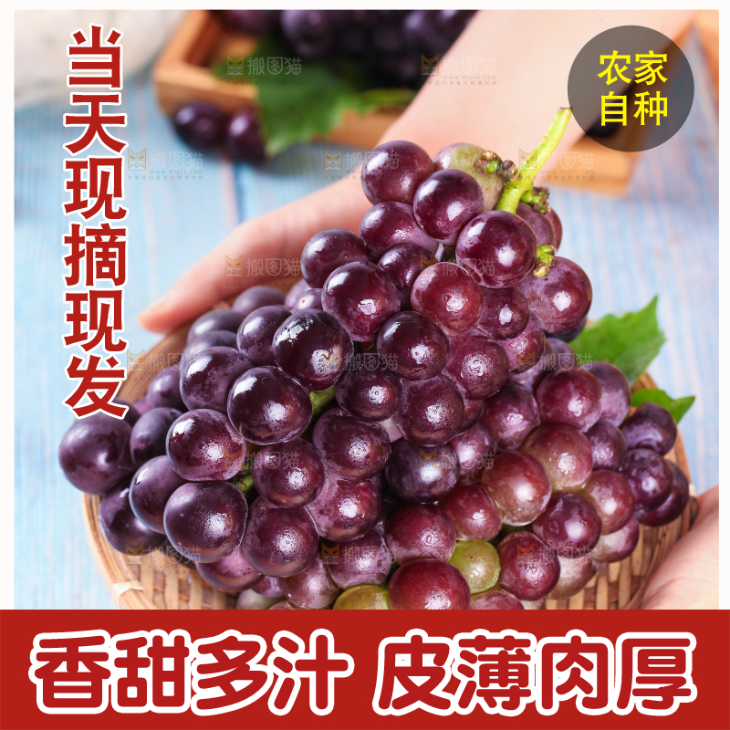 手拿一盘东北巨峰葡萄
