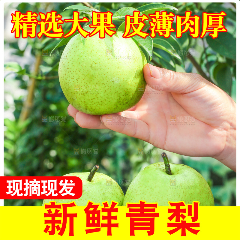 手里拿着砀山苹果梨