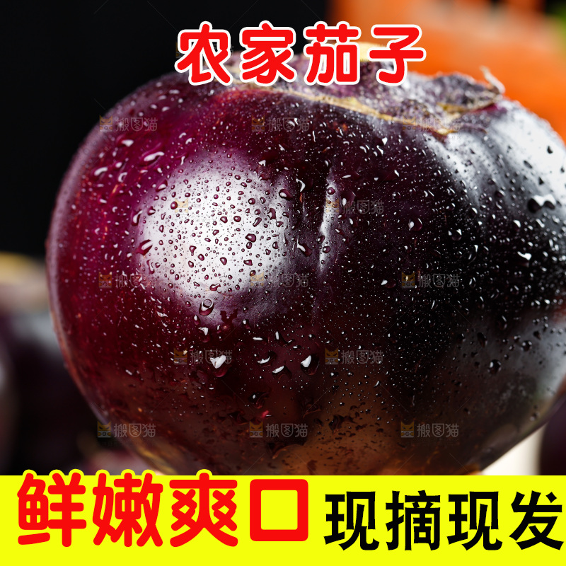 手拿紫圆茄子