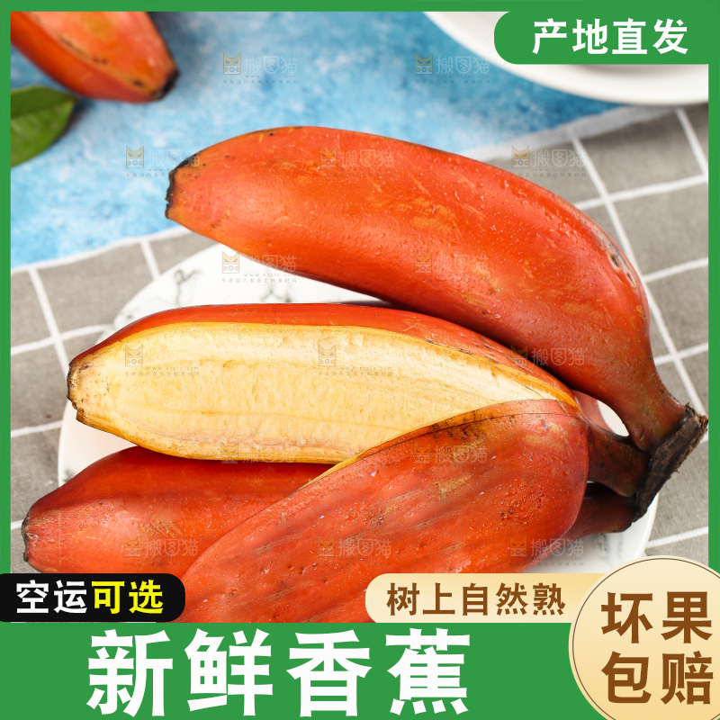 蓝底上的红皮美人蕉