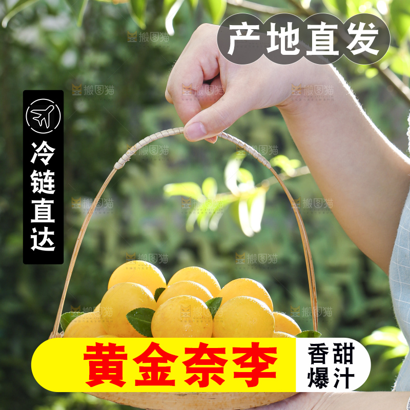 手拿一篮九峰山黄金奈李
