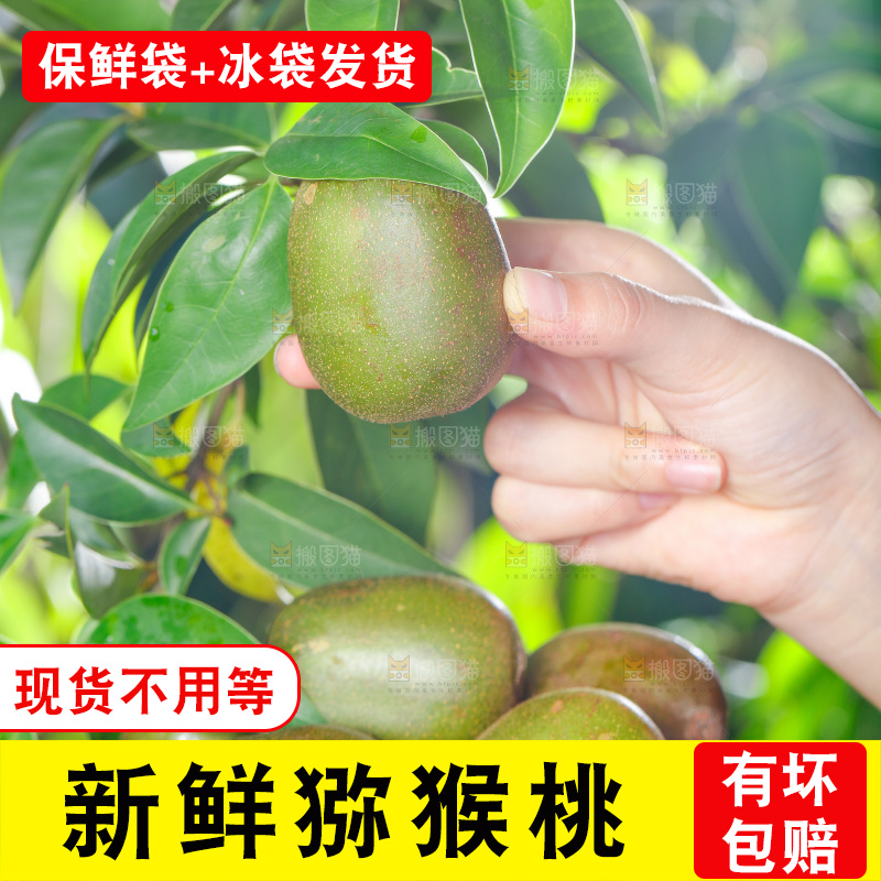 手拿四川红心猕猴桃