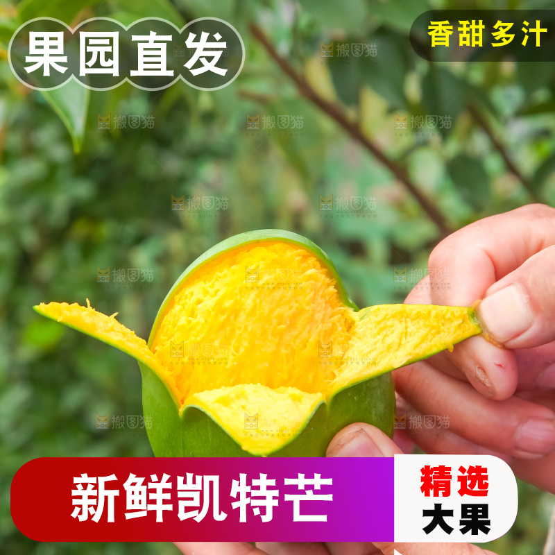 手拿剥皮的四川凯特芒