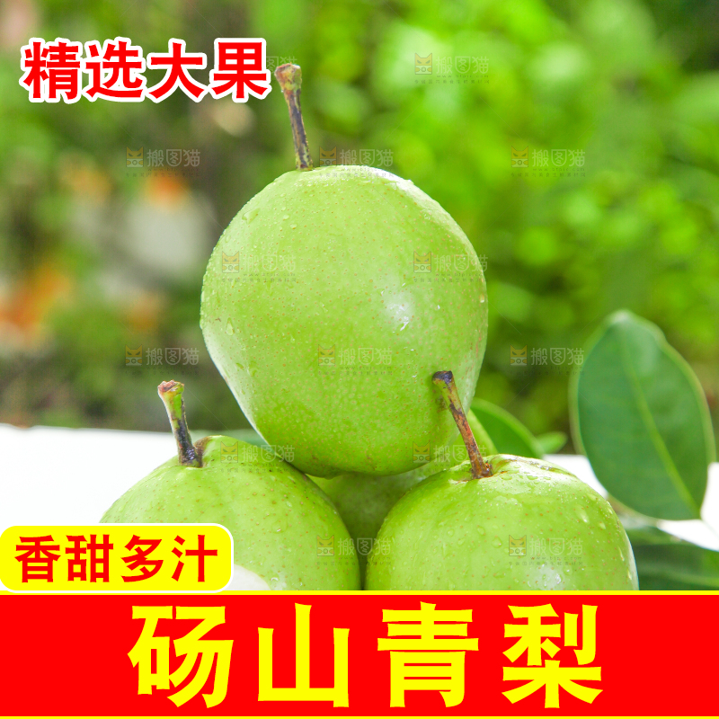 浅底上的陕西早酥梨