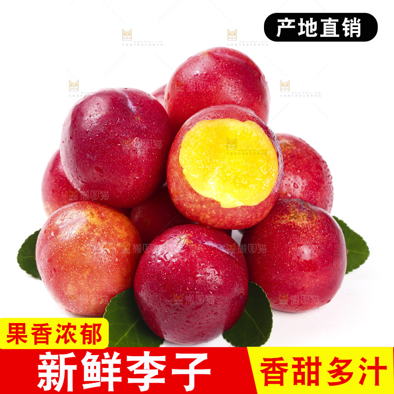 白底上的智利珍珠李