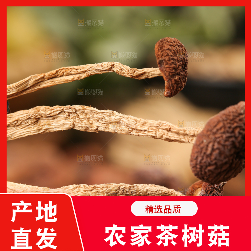 手里拿着茶树菇